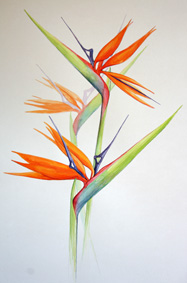 strelitzias ink watercolour coloured pencil